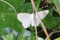 Scopula immutata