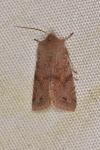 Orthosia incerta