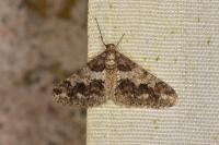 Agriopis leucophaearia