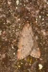 Alsophila aescularia