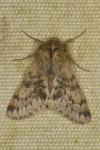Apocheima hispidaria