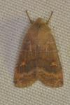Eupsilia transversa