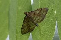 Anania verbascalis