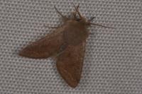 Orthosia cruda