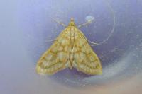 Paracorsia repandalis
