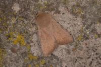 Orthosia cruda