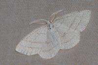 Cabera pusaria