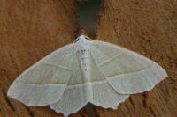 Campaea margaritaria