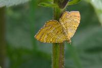Camptogramma bilineata