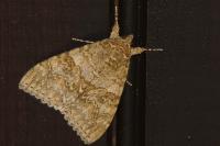 Catocala nupta