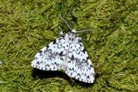 Lymantria monacha