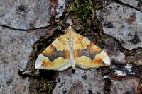 Cidaria fulvata