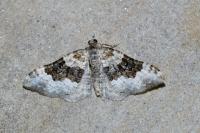 Epirrhoe galiata