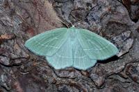 Hemistola chrysoprasaria