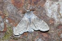 Stauropus fagi