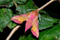 Deilephila porcellus