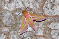 Deilephila elpenor