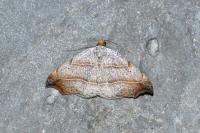 Laspeyria flexula