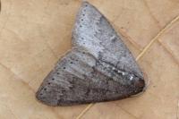 Aleucis distinctata