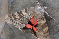 Catocala elocata
