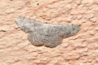 Scopula marginepunctata