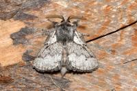 Trichiura crataegi