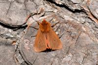 Phragmatobia fuliginosa