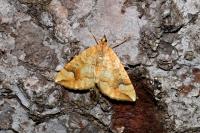 Eulithis populata