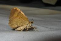 Camptogramma bilineata