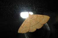 Paracolax tristalis