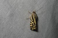 Emmelia trabealis
