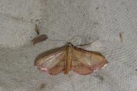 Endotricha flammealis