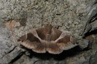 Dysgonia algira
