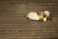 Acontia lucida