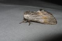 Harpyia milhauseri