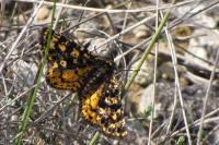 Eurranthis plummistaria
