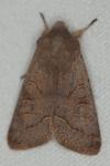 Orthosia cerasi