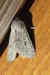 Orthosia cerasi
