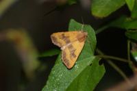 Atethmia centrago