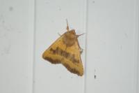 Atethmia centrago