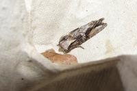 Egira conspicillaris