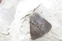 Diaphora mendica
