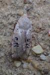 Conistra rubiginosa