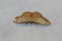 Idaea ostrinaria