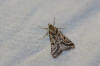Stemmatophora borgialis