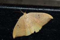 Watsonalla binaria