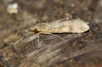 Nomophila noctuella