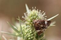 Tyta luctuosa