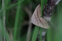 Scotopteryx luridata/mucronata