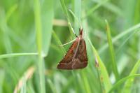 Synaphe punctalis